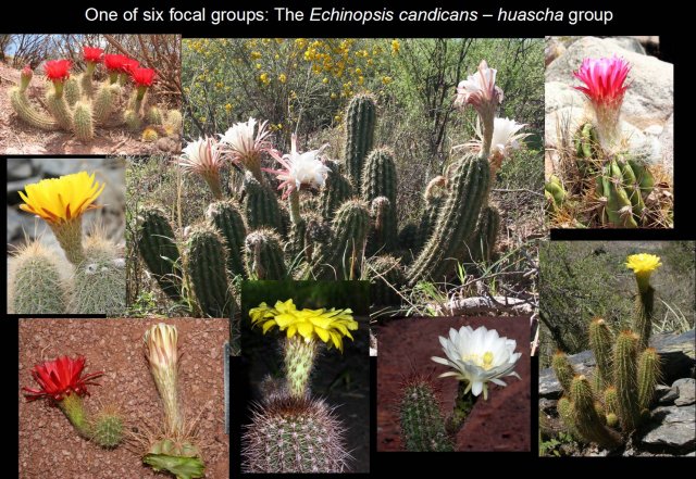 The Echinopsis candicans-huascha group (108,294 bytes)
