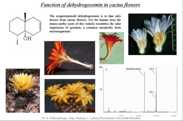 Function of dehydrogeosmin in cactus flowers (66,682 bytes)
