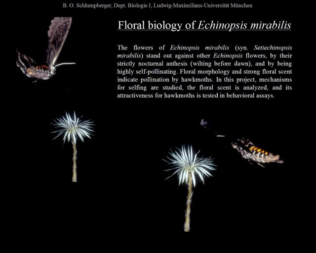 Floral biology of Echinopsis mirabilis (43,864 bytes)