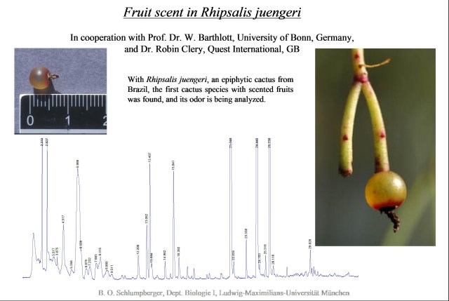 Fruit scent in Rhipsalis juengeri (42,082 bytes)