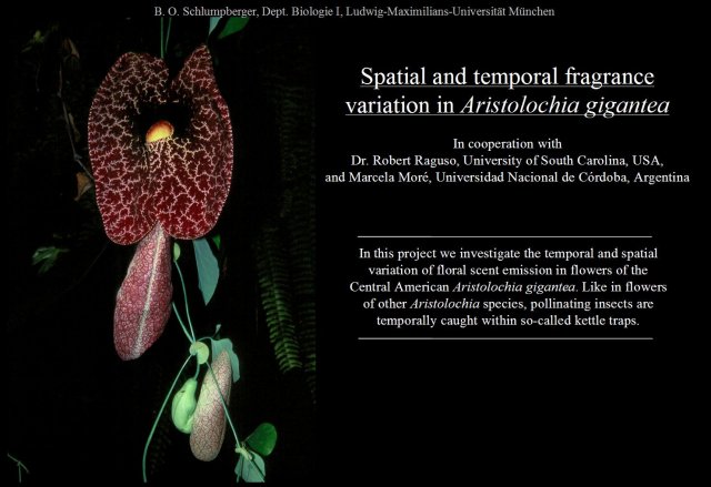 Spatial and temporal fragrance variation in Aristolochia gigantea (51,224 bytes)